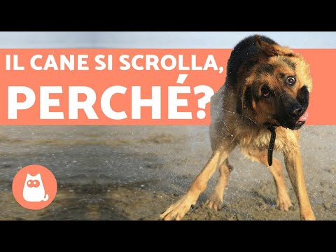 Video: Perché Un Cane Bagnato Odora Più Di Un Cane?