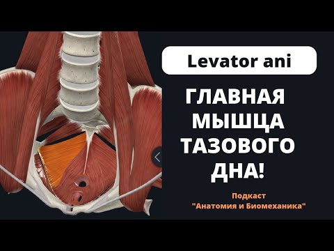 Главная мышца тазового дна. Levator ani.