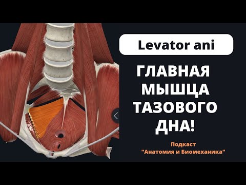 Video: Леватор скапулалар кантип иштейт?