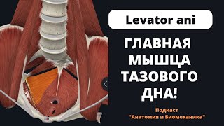 Главная мышца тазового дна. Levator ani.