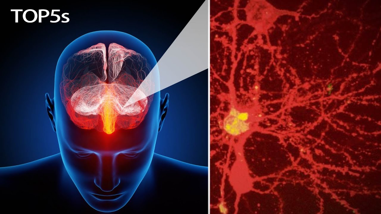 5 Everyday Items & Body Parts That Look Truly Insane Under a Microscope... | Top5s Short