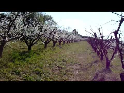 floración de ciruela y recomendaciones