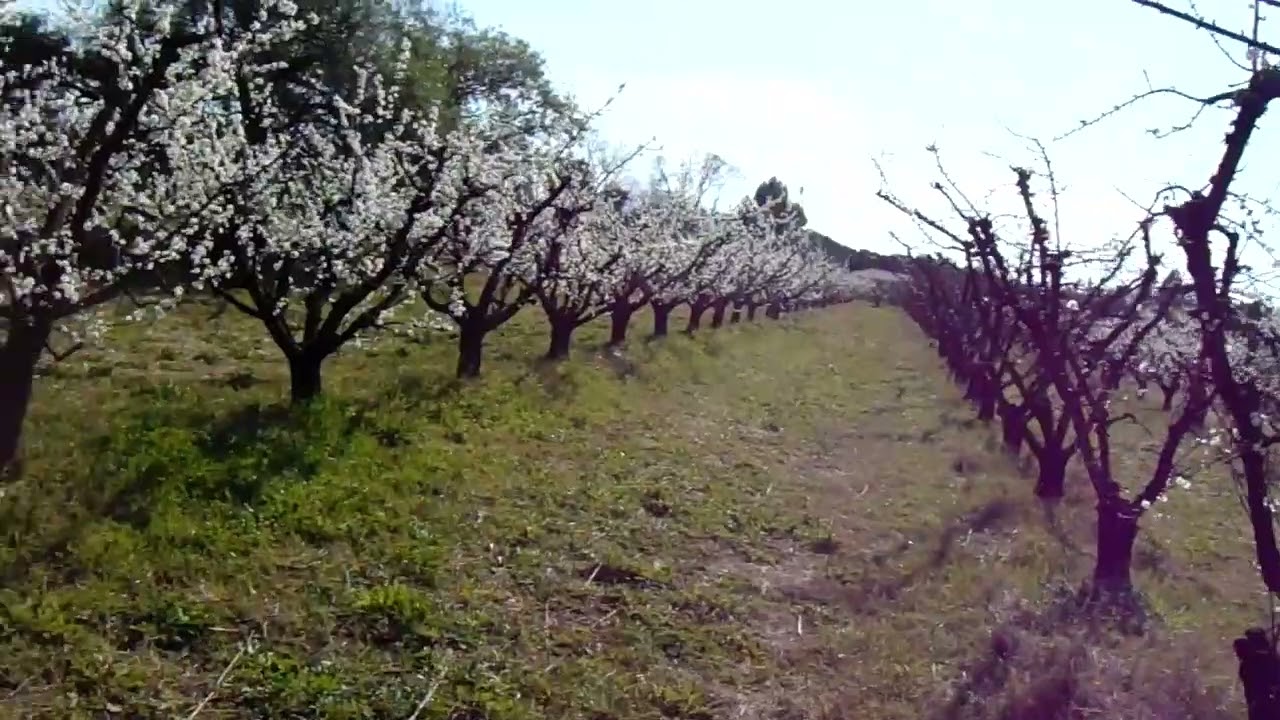 floración de ciruela y  recomendaciones