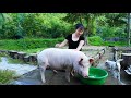 Take Care of the Adorable Pig - Make a Wooden Cage to Raise Pigeons/ Phuc - Free Footsteps