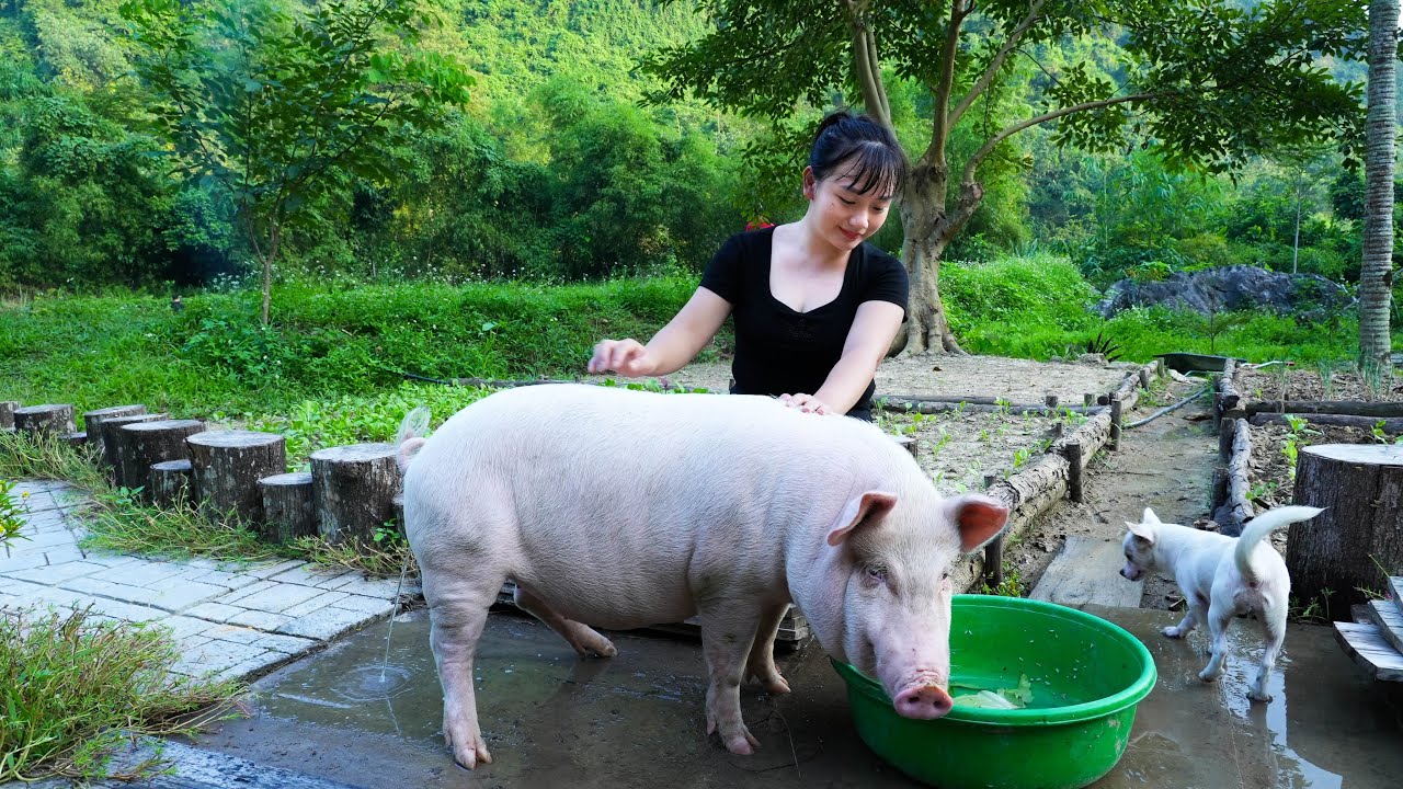 ⁣Take Care of the Adorable Pig - Make a Wooden Cage to Raise Pigeons/ Phuc - Free Footsteps