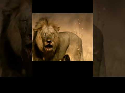 شاهد صراع شرس ما بين الاسود