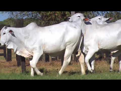 LOTE 33 | 41º MEGA LEILÃO ANUAL CARPA - FÊMEAS