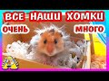 ВСЕ НАШИ ХОМКИ / УТРО С ПИТОМЦАМИ / ВИДЫ ХОМЯКОВ/ КРЫСЫ / МОРСКИЕ СВИНКИ / Alisa Easy Pets