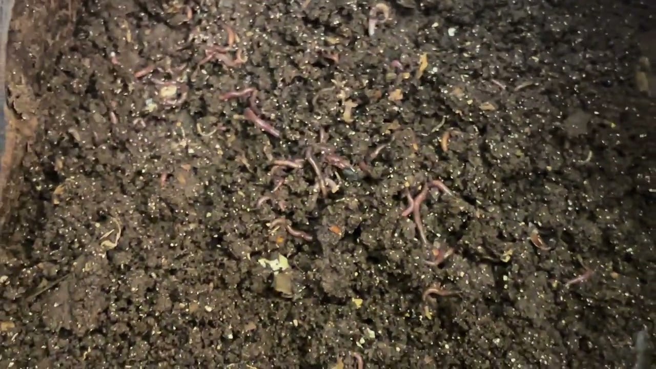 Обнаружение рек червей в компостном ящике, заполненном продуктами животного происхождения | Дневн...