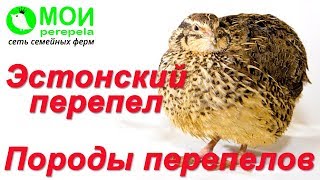 Породы перепелов. Перепела для начинающих. Эстонские перепела