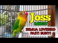 PANCINGAN SUARA BURUNG LOVEBIRD NGEKEK PANJANG RANGSANG LOVEBIRD APAPUN CEPAT BUNYI, COBA SAJA, !!