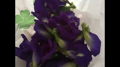 天使的翅膀