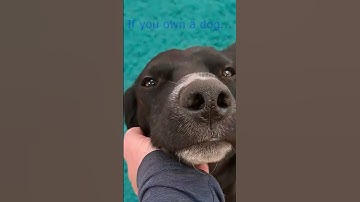 Thumbnail of Wisdom shared by BamBam @ MotleyHoundMansion - Originalsound Cavendish Music - Funny Song