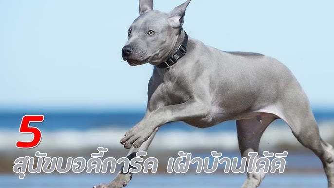 5 สายพันธุ์ สุนัขหางม้วนดูกี่ทีก็น่ารัก !! - Youtube