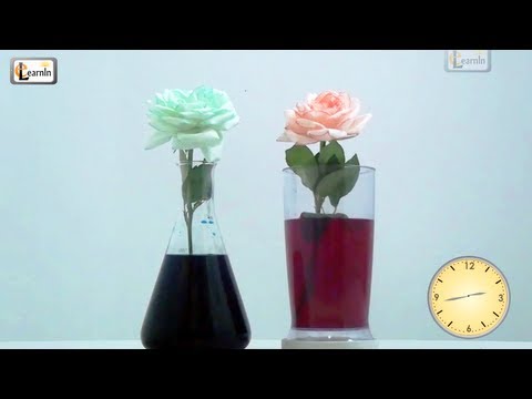 Video: How To Change The Color Of A Flower