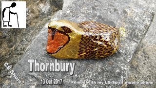 CS Short Thornbury 13 Oct 2017