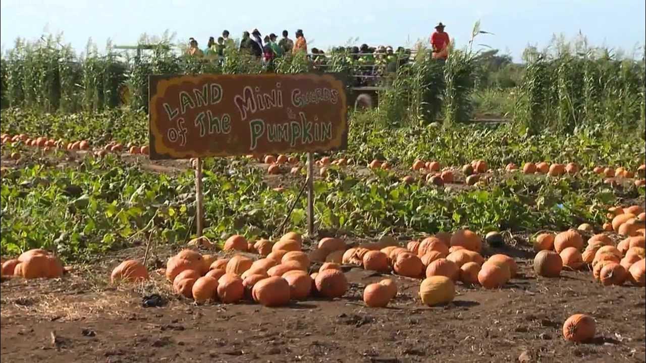 Aloun Farms Pumpkin Patch YouTube