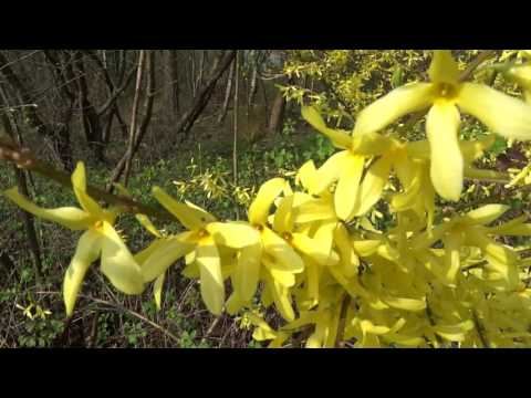 Video: Boskruiden Met Gele Bloemen