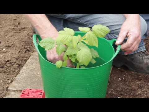 Wann pflanzt man himbeeren