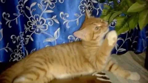 Watch the video about Mix bengal 3 bulan