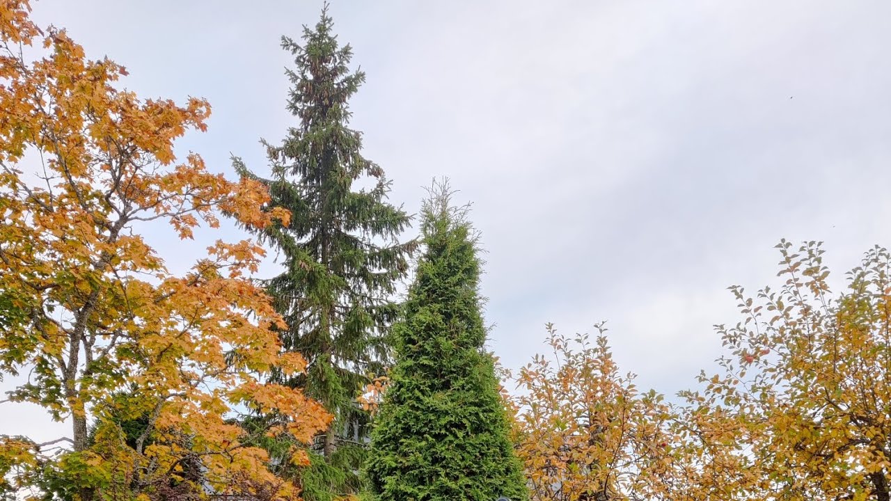 MUSIM GUGUR DI HALAMAN RUMAH FINLANDIA