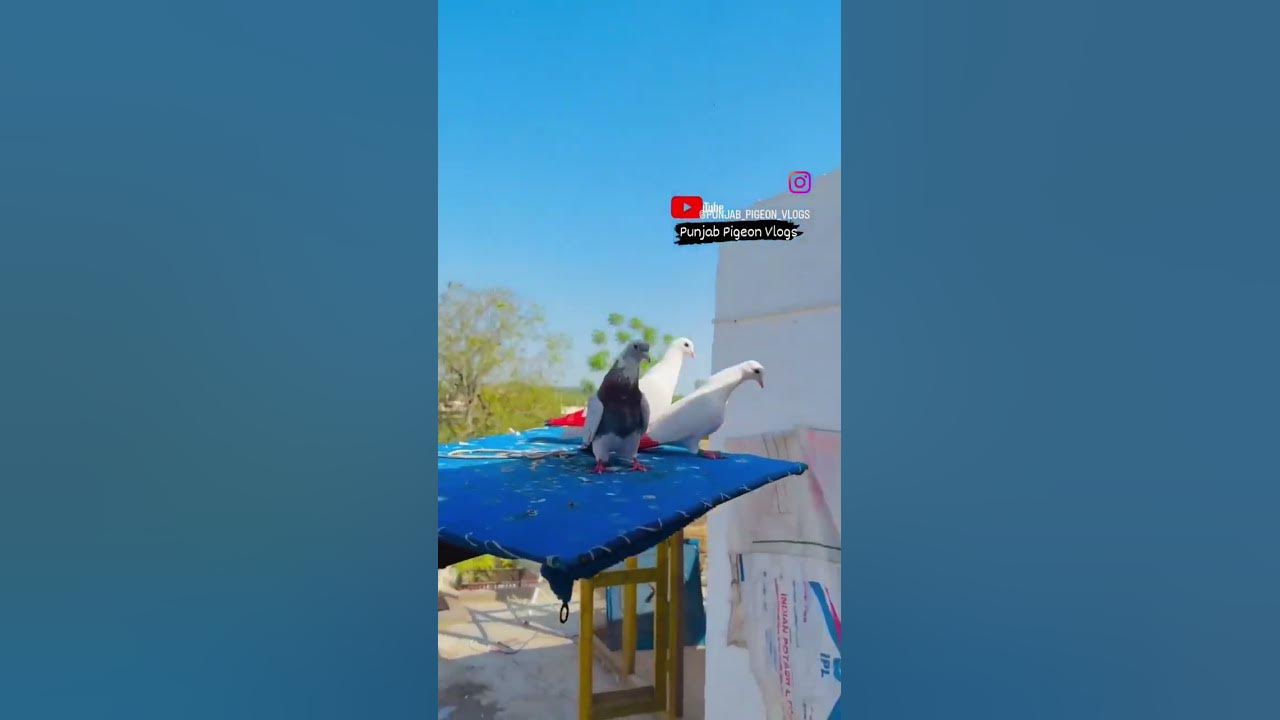 Kabutar Bazi // Punjab Pigeon Vlogs // VickyLudhiana90 YouTube