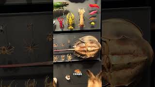 Most Realistic Wildlife Displays