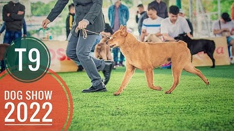 Tập 9: Dog Show 2022 - Chó Mông Cộc - Vàng Cháy - Hiếm Gặp/ NhamTuatTV - Dog in Vietnam