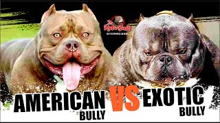 🔴American Bully 🆚 Exotic Bully: 🫵¡Descubre Cuál es el Verdadero Rey!🏆 by La Ruta Bulls 5,672 views 2 months ago 4 minutes, 18 seconds