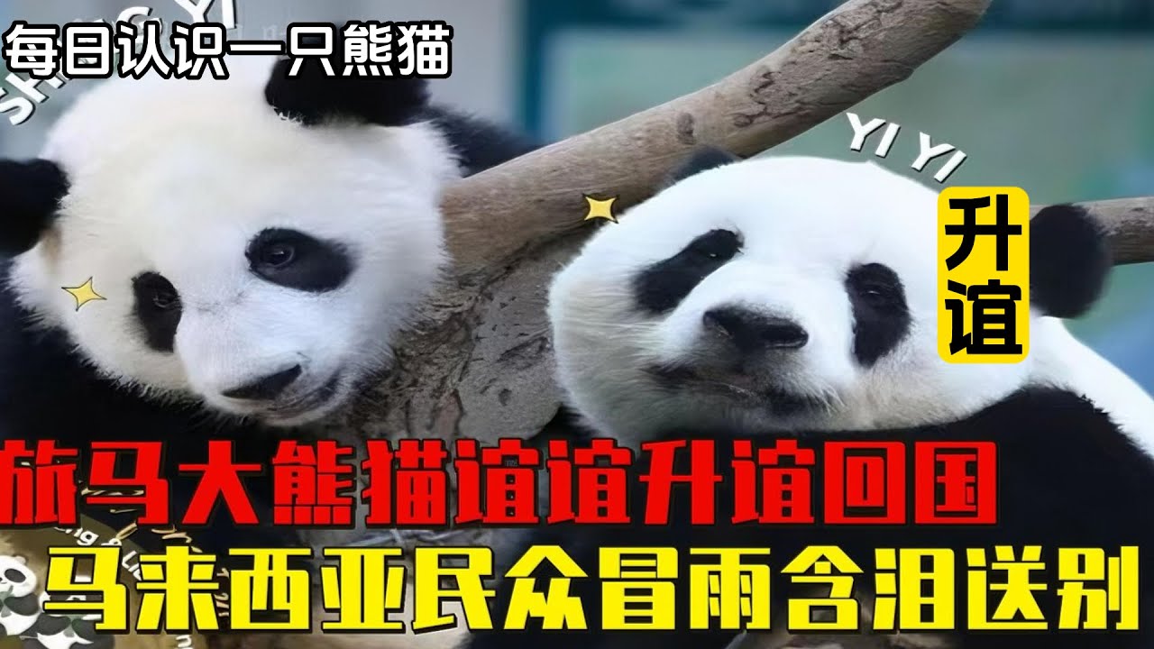 『升谊』大熊猫谊谊和升谊安全抵达成都，马来西亚奶爸再次面对离别