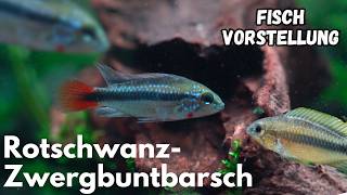 Rotschwanz-Zwergbuntbarsch - Apistogramma erythrura | Liquid Nature Fisch Vorstellung