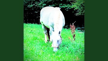 infinite whining forever