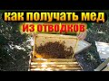 Как получать много меда от отводков пчел. Как сделать отводок пчел и получить мед