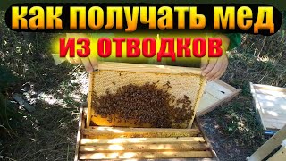 Как получать много меда от отводков пчел. Как сделать отводок пчел и получить мед