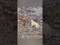 Coyote Encounter Brave Great Pyrenees Dog STANDS FEARLESS