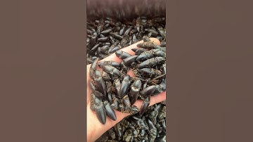 Bổ củi ngon thơm dùng ngâm tửu