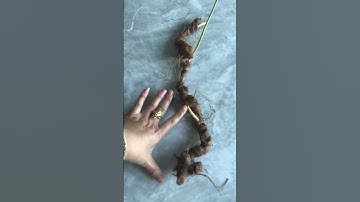 3 củ sâm Ngọc linh rừng 1 Lạng 5 bao kiểm định siêu tầm gọi 0377965679 e Nguyệt nhé