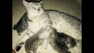 Что умеют Котята в 4 дня! Что умеют Котята в 4 дня!