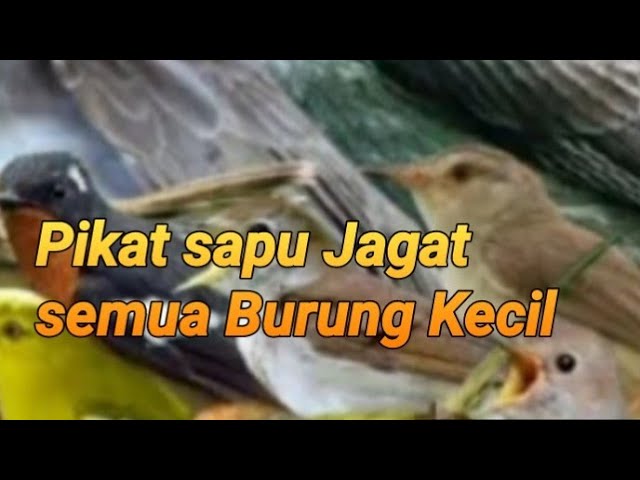 suara pikat Sapu Jagat untuk pikat semua burung kecil class=