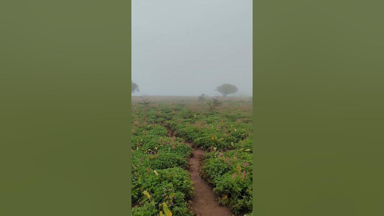 Kaas plateau Kaas plateau