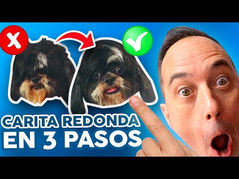 Video: Dysautonomia en perros