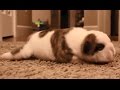 Cutest English BullDog Puppies Compilation 2017 -  Funny Dogs Vine