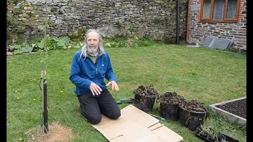 Mulching a fruit tree