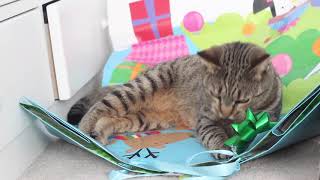 A CARE Cat Christmas by CARE - Cat Adoption & Rescue Efforts, Inc 127 views 5 years ago 2 minutes, 7 seconds