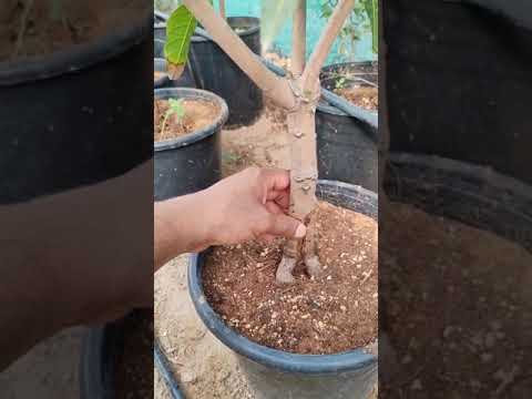 الفرق بين التطعيم الهوائي والترقيد الهوائي