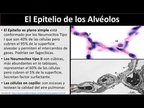 Video: ¿Qué tipo de células alveolares?