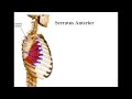 Muscles that Move the Scapula