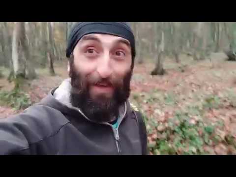 დანომრილი ხეები © Leone