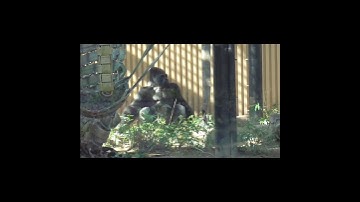 The cutest gorilla brothers play tag lol 😆😆😆 Gorilla funny video 2024 #Shorts
