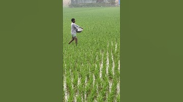 How to Properly Apply Fertilizer to Paddy Fields